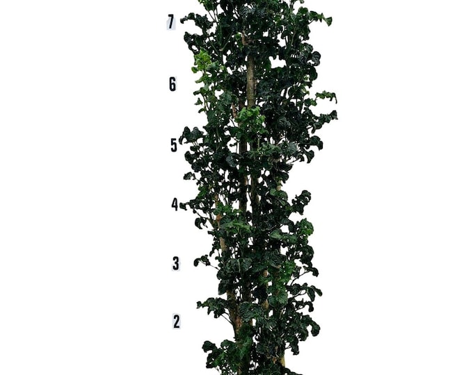Polyscias Guilfoylei Blackie Black Aralia  Plant in 7 Gallon Pot - About 88" Tall