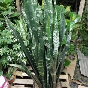 Sansevieria Black Coral Plant in 14 inch pot - About 42 Inches Tall