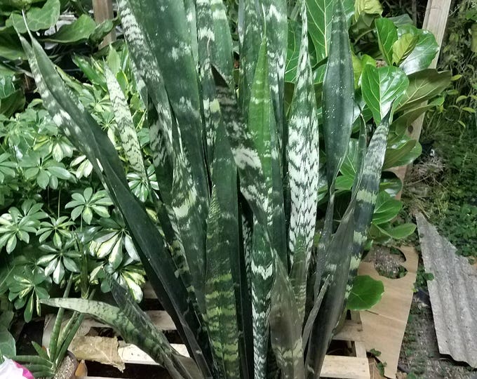 Sansevieria Black Coral Plant in 14 inch pot - About 42 Inches Tall