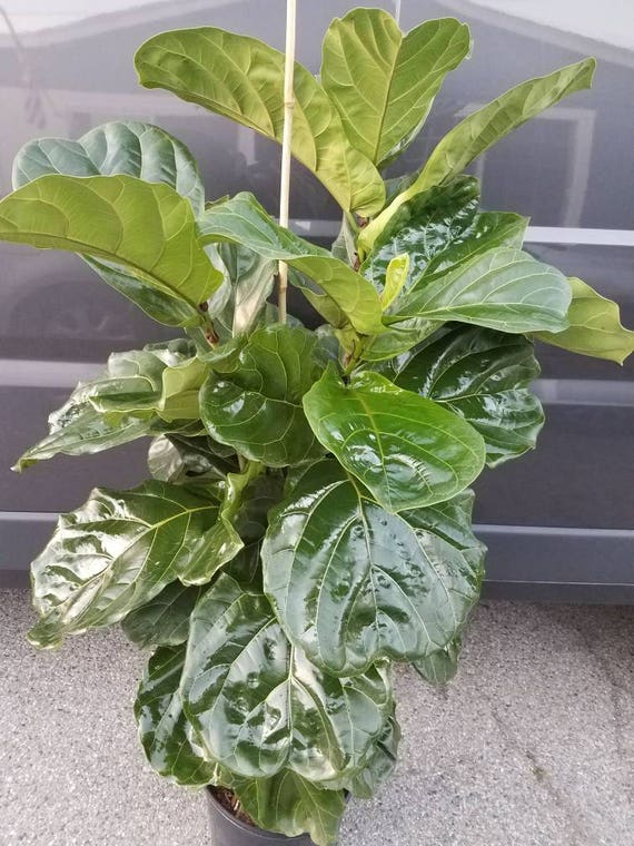 Ficus Lyrata Plant In 14 Pot Also Called Fiddle Leaf Etsy,How To Clean A Front Load Washer Filter