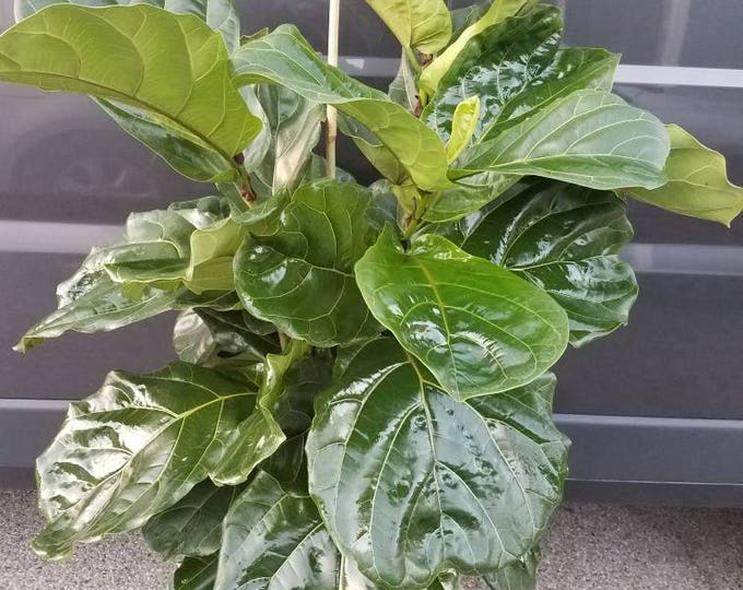 Ficus Lyrata Plant in 14" Pot - Also Called Fiddle Leaf Fig or Pandurata - 5.5 Ft. - 6.5 Ft. tall - Very Nice! Huge leaves