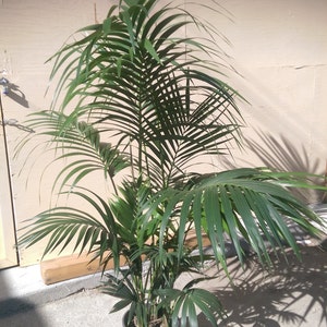 Kentia Palm Plant in 10 pot, 60 tall, Tropical, Howea Forsteriana, Sentry image 4