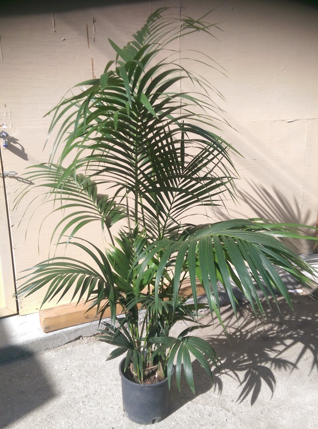 Kentia Palm Plant In 10 Pot 60 Tall Tropical Howea Forsteriana Sentry