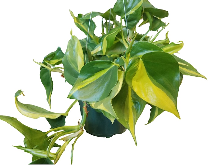Philodendron Brasil Plant in 6 inch pot