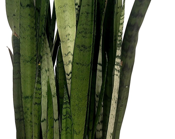 Sansevieria Spearmint Plant in 14 inch pot - About 60 Inches Tall