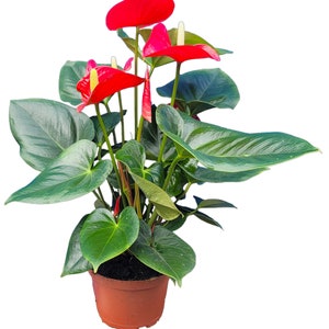 Red Anthurium Plant in 6 inch pot with Flowers