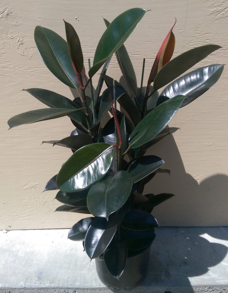 Ficus Elastica Burgundy Decora Plant in 10 Pot About 30 tall Nice image 1