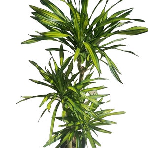 Dracaena Goldstar Plant in 2g pot - About 60" tall