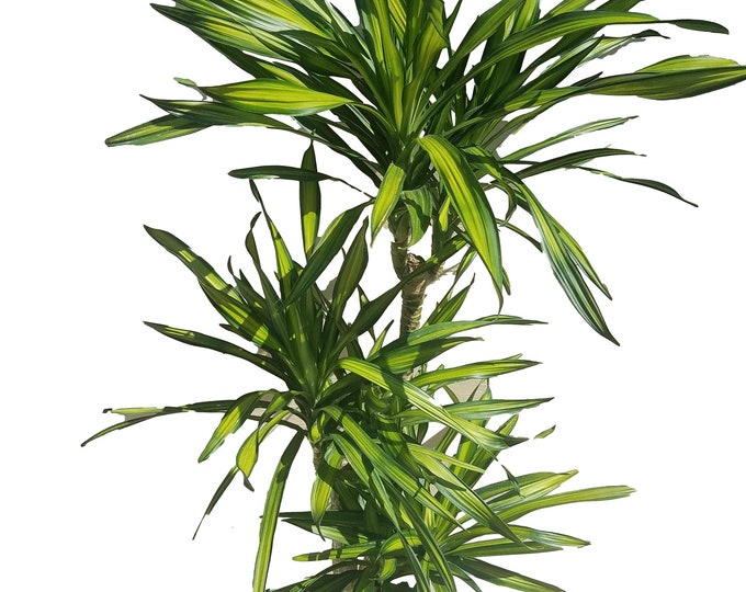 Dracaena Goldstar Plant in 2g pot - About 60" tall