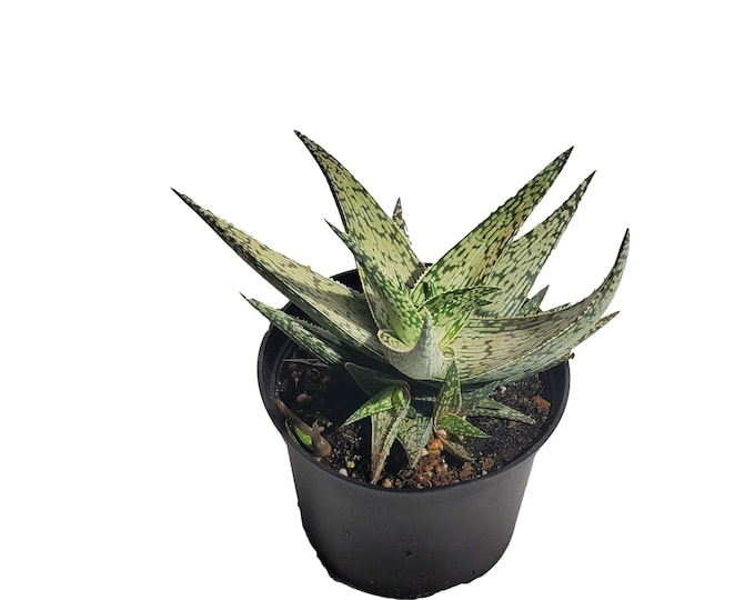 Aloe White Fox Plant in 6 inch Pot