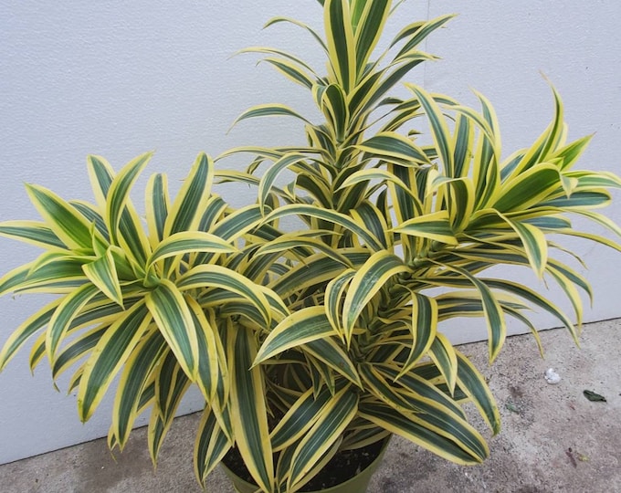 Dracaena Reflexa Plant in 8 inch pot - Song of India - About 22" tall