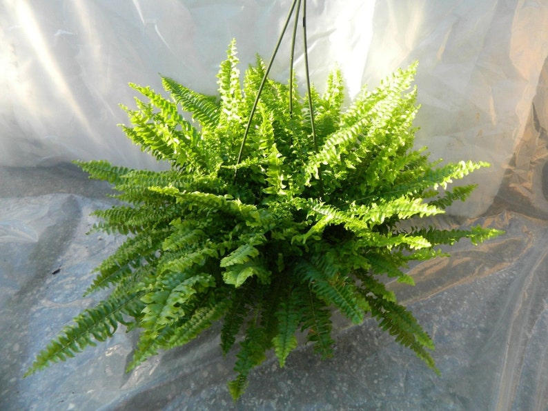 EmeraldGardensGH Boston Compacta Fern