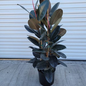May include: A potted rubber plant with dark green leaves and a black pot. The plant has a reddish-brown hue on some of the leaves.