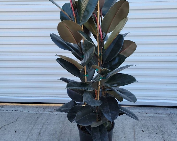 Ficus Elastica Burgundy Decora Plant in 12" Pot - About 48" tall - Nice