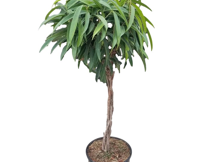 Ficus binnendiijkii Alii Plant in 12" Pot -  About 55" tall