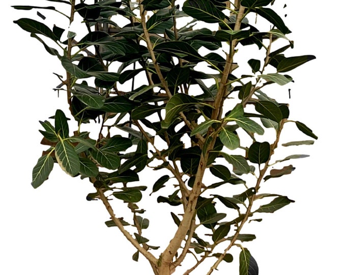 Ficus Benghalensis Tree Plant in 14" Pot  - About 90  inches tall - Nice!
