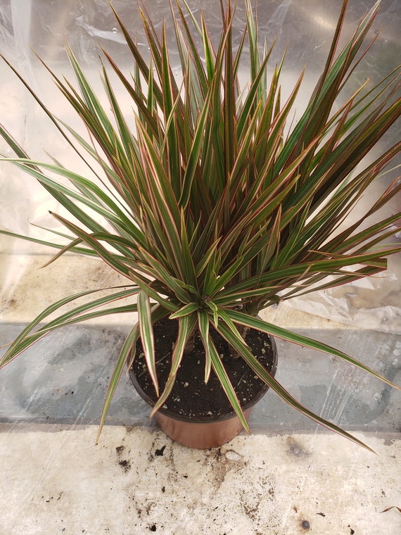 marble pothos Pothos main image 0