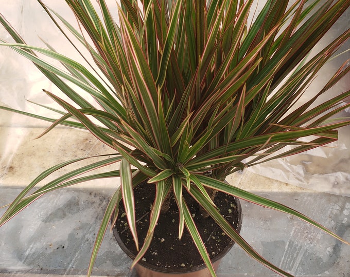 Dracaena Bicolor Cane Plant in 6 inch pot - About 16" tall