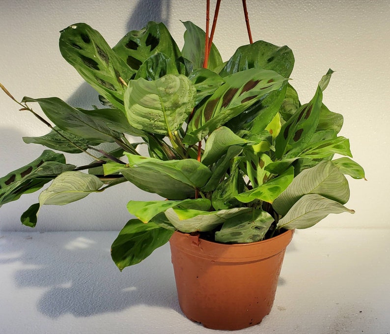 Maranta Leuconeura Green Prayer Plant in 6 Inch Pot Etsy