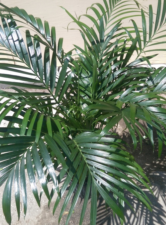 Areca Palm Dypsis Lutescens Plant in 14 Inch Pot - About 90 Inches Tall -  Etsy
