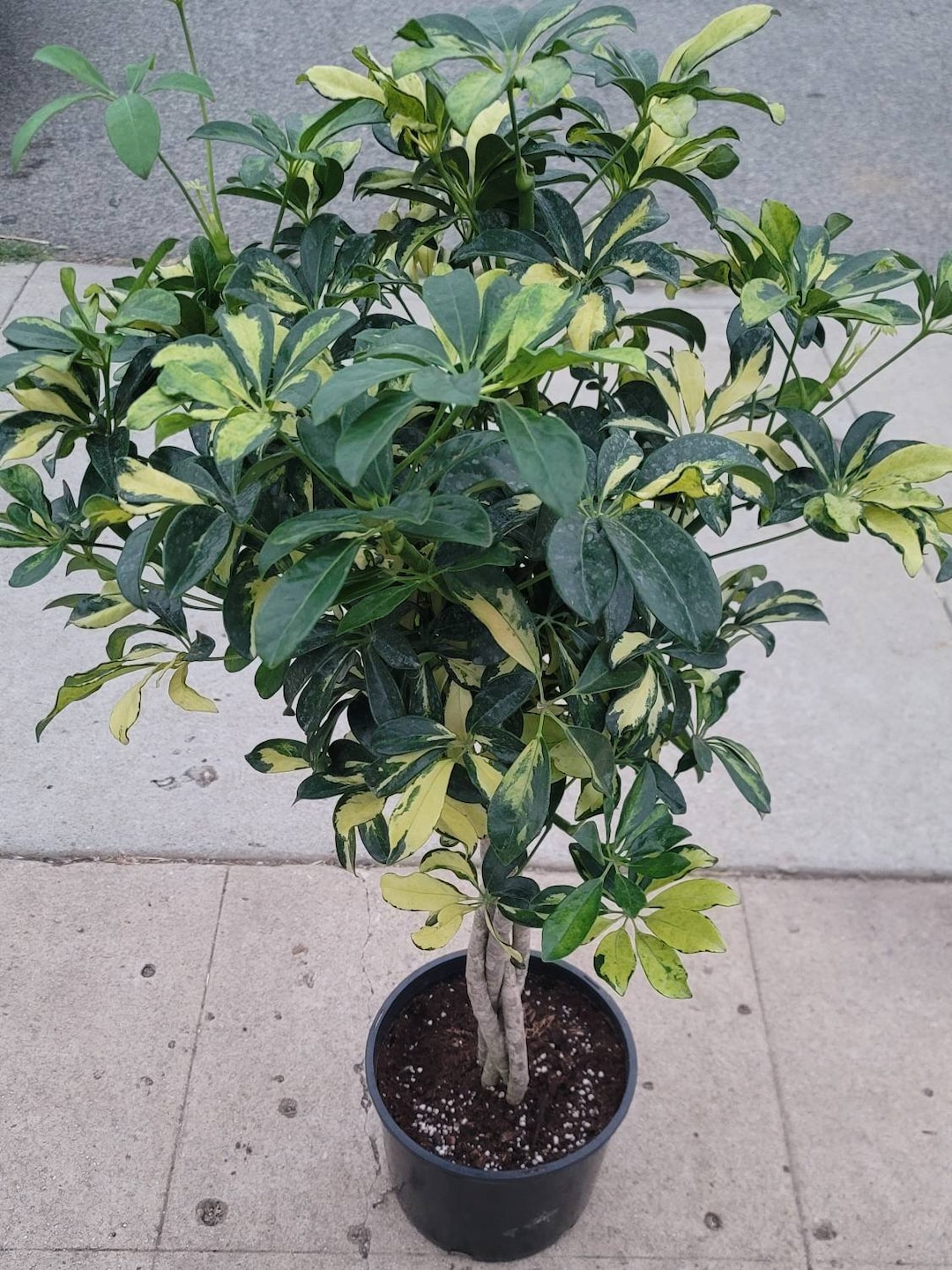 Braided Schefflera Arboricola Variegated Tree in 12" Pot - 50 Inches Tall -  Etsy