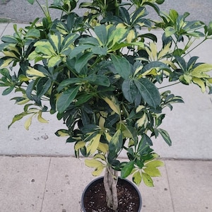 Braided Schefflera Arboricola Variegated Tree in 12