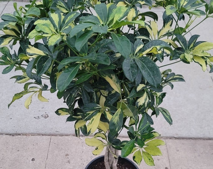 Braided Schefflera Arboricola Variegated Tree in 12" Pot - 50 inches tall