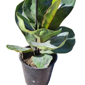 Ficus Lyrata Compacta - Little Fiddle Leaf Fig Plant in 4 inch pot