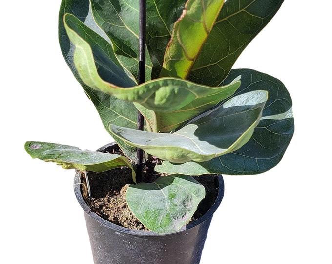 Ficus Lyrata Compacta - Little Fiddle Leaf Fig Plant in 4 inch pot