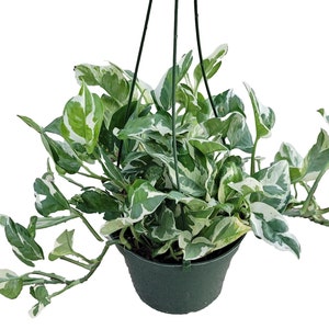 May include: A hanging basket filled with a vibrant pothos plant. The plant features green leaves with white variegation, creating a striking contrast. The dark green plastic pot is suspended by black wires, perfect for indoor or outdoor decor.