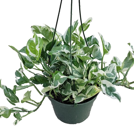 Trailing Pothos N'joy Plant in 6 inch pot
