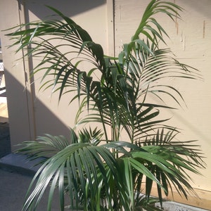 Kentia Palm Plant in 10 pot, 60 tall, Tropical, Howea Forsteriana, Sentry image 3