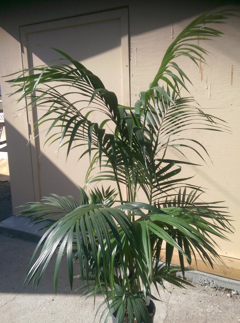 Kentia Palm Plant in 10 pot, 60 tall, Tropical, Howea Forsteriana, Sentry image 3