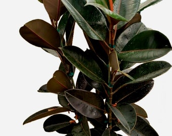 Ficus Elastica Burgundy Decora Plant in 10" Pot - About 42" tall - Nice