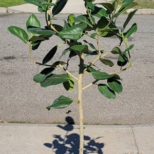 Ficus Benghalensis Tree Plant in 12" Pot  - About 65 inches tall - Nice!