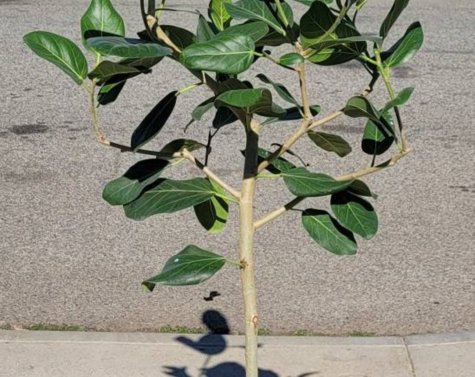 Ficus Benghalensis Tree Plant in 14" Pot  - About 65 inches tall - Nice!