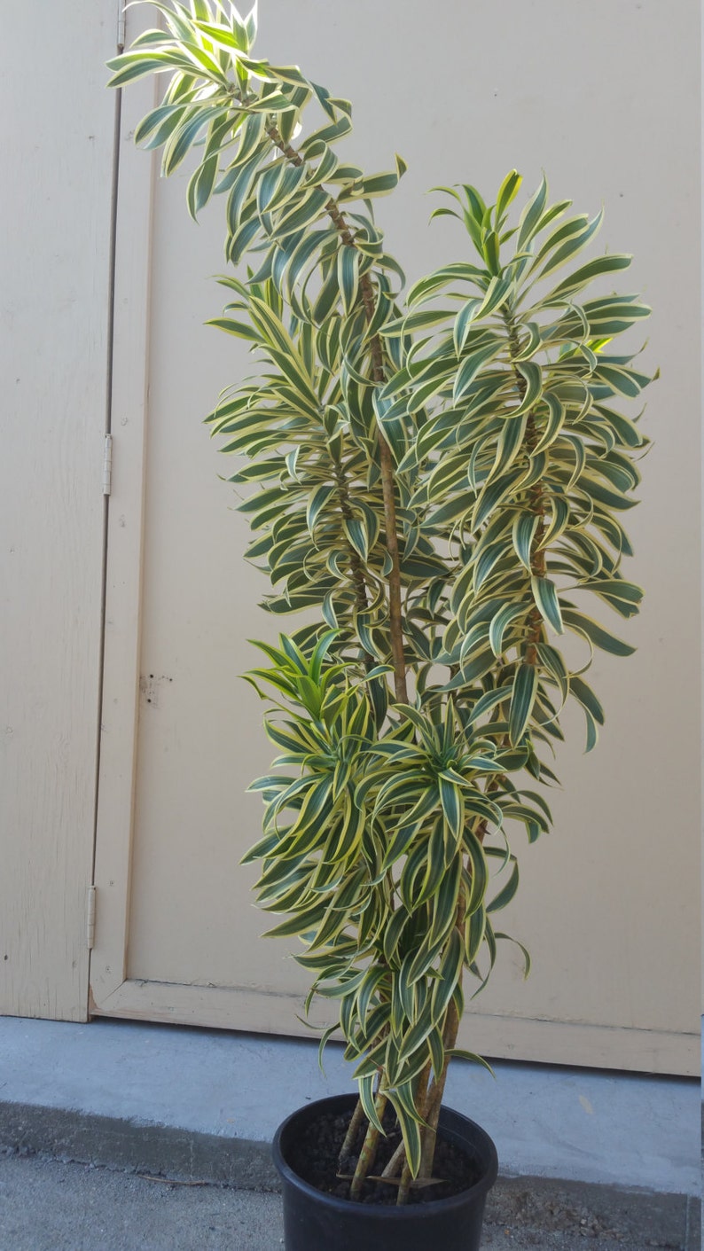 Dracaena Pleomele Reflexa Song Of India Tropical Plant in ...