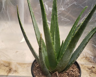Aloe Vera Plant in 8 Inch Pot - Etsy