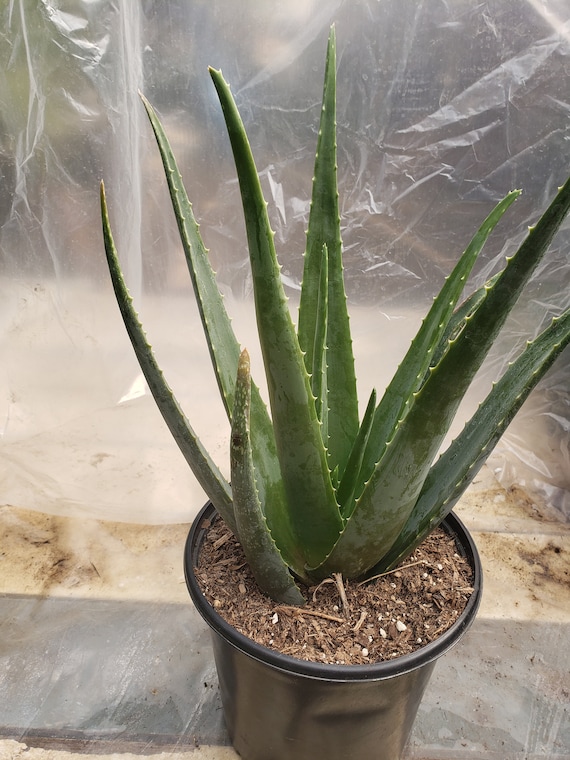 Omtrek Tulpen mate Aloe Vera Plant in 8 Inch Pot - Etsy