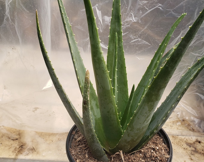 Aloe Vera Plant in 8 inch Pot