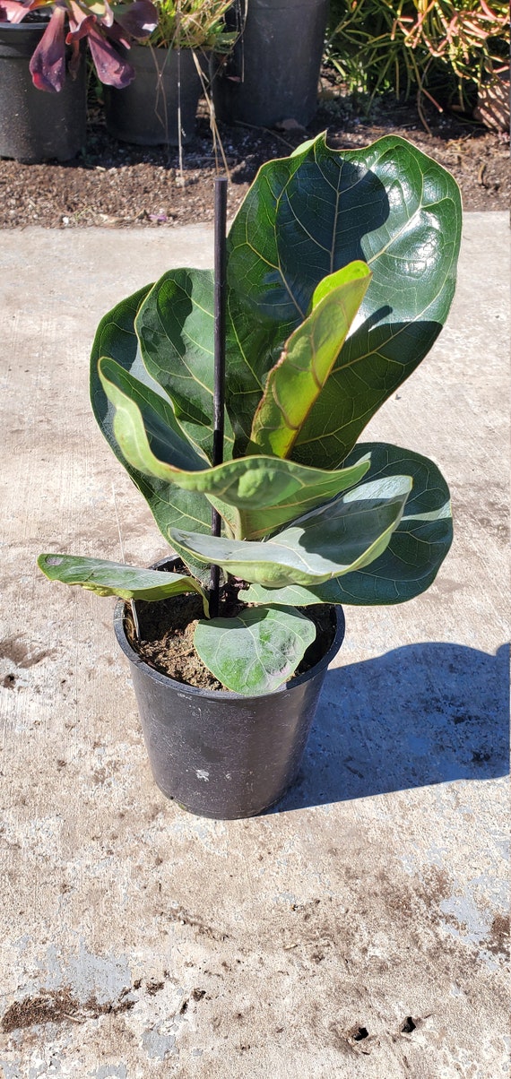 Ficus Lyrata Compacta - Little Fiddle Leaf Fig Plant in 4 Inch Pot - Etsy