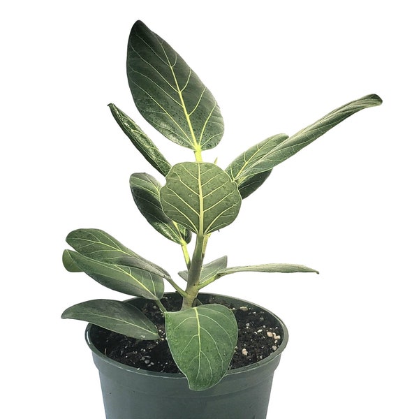 Ficus Benglahensis Plant in 6" pot - About 18 inches tall - Banyan Tree - Strangler Fig