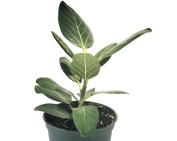 Ficus Benglahensis Plant in 6" pot - About 18 inches tall - Banyan Tree - Strangler Fig