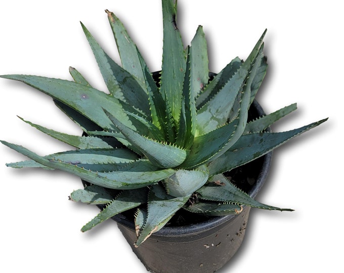 Blue Aloe Plant in 2 Gallon Pot - About 15 inches wide and 12 inches tall