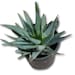 see more listings in the Succulents section