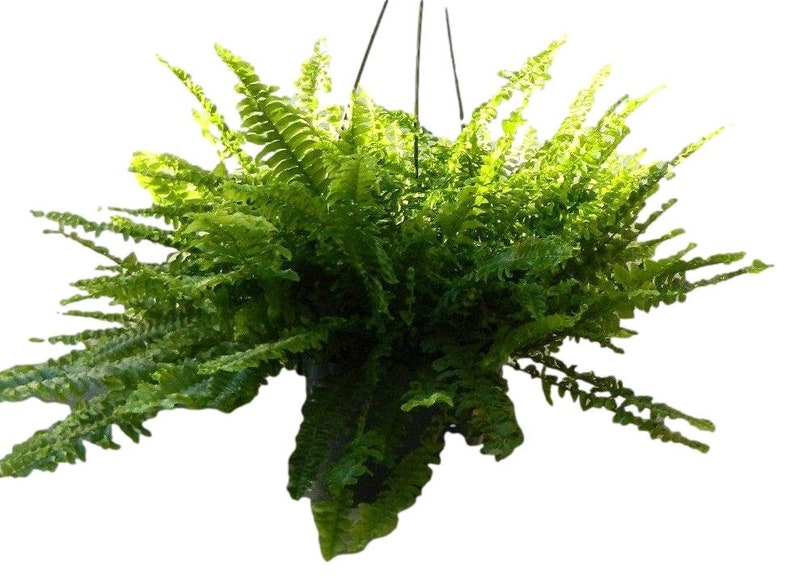 EmeraldGardensGH Boston Compacta Fern - Thumbnail 2