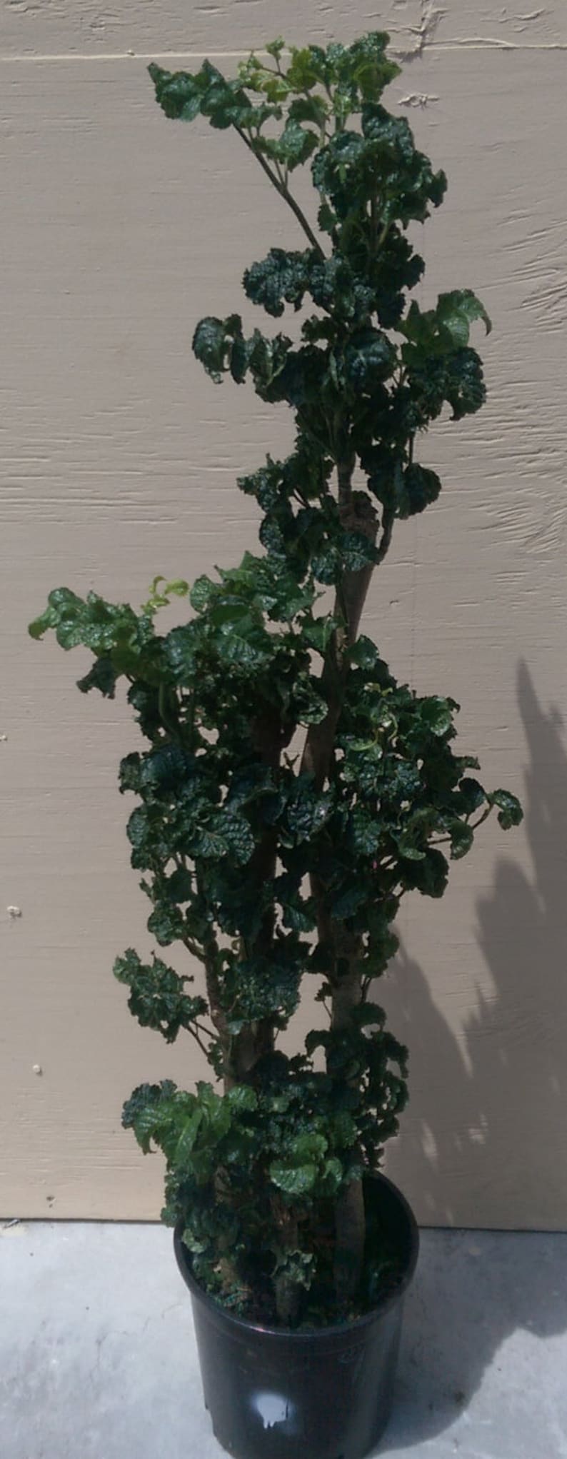 Polyscias Guilfoylei Blackie Black Aralia Plant in 2 Gallon | Etsy