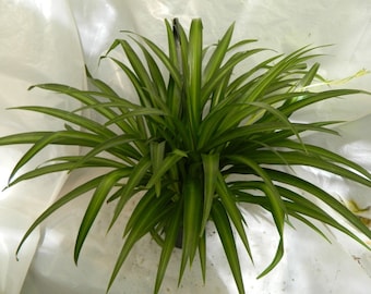 Hawaiian Spider Plant in 6 inch Hanging Pot