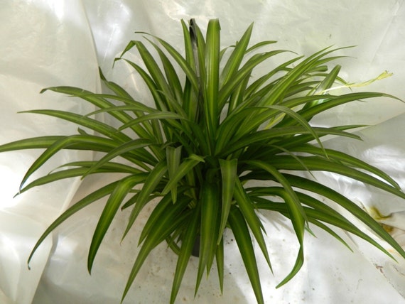 Hawaiian Spider Plant