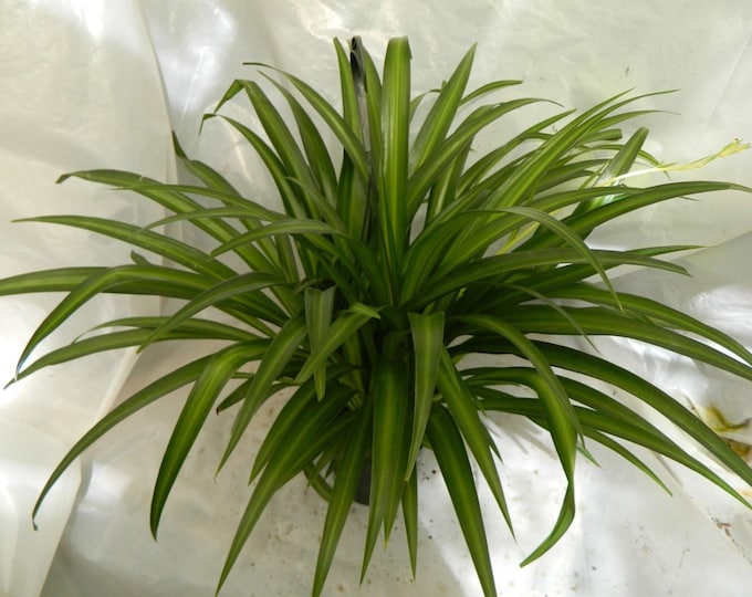 Hawaiian Spider Plant in 8 inch Hanging Pot